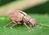 Strophosoma melanogrammum